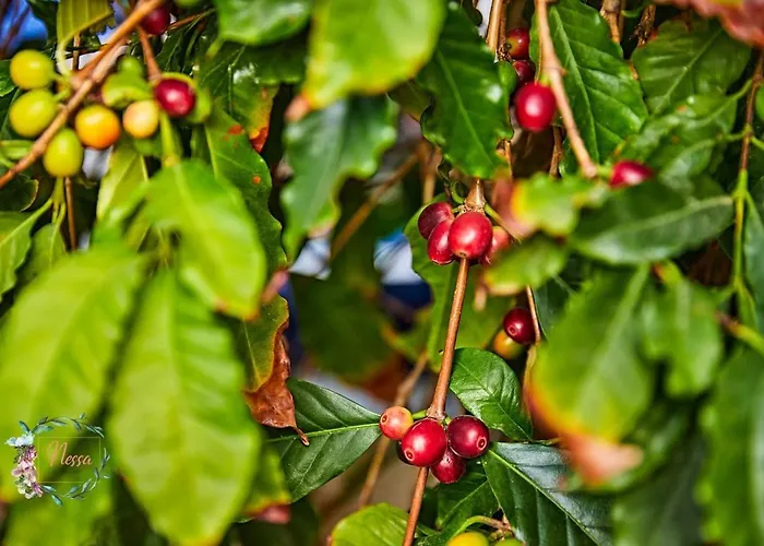 Oasis Fataga Maspalomas (Gran Canaria)